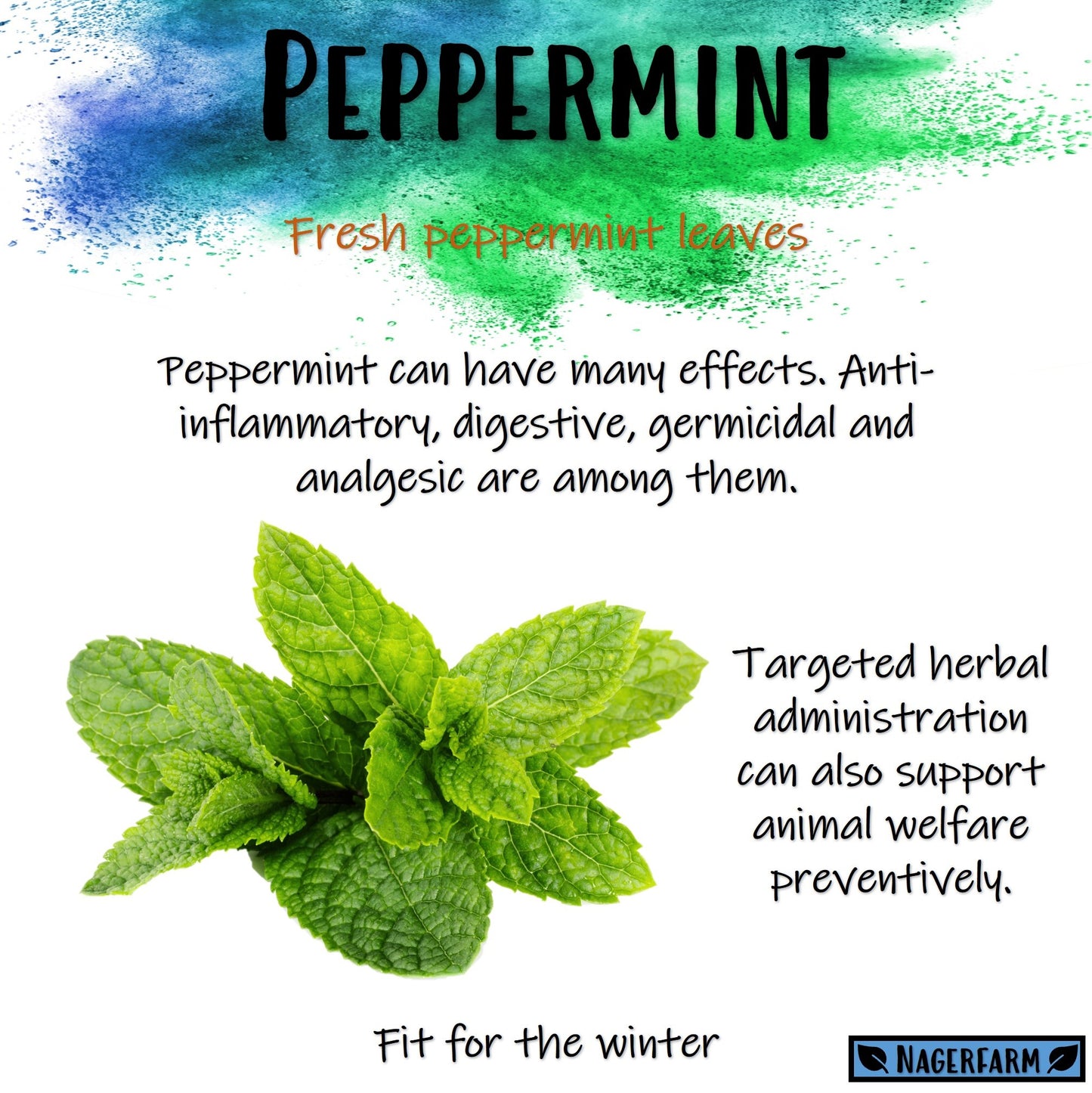 Christmas Hay Cookie - Peppermint