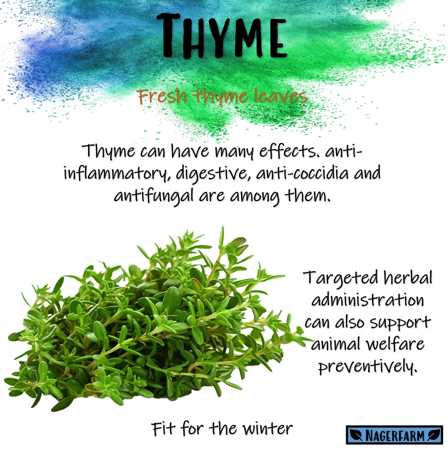 Christmas Hay - Thymian