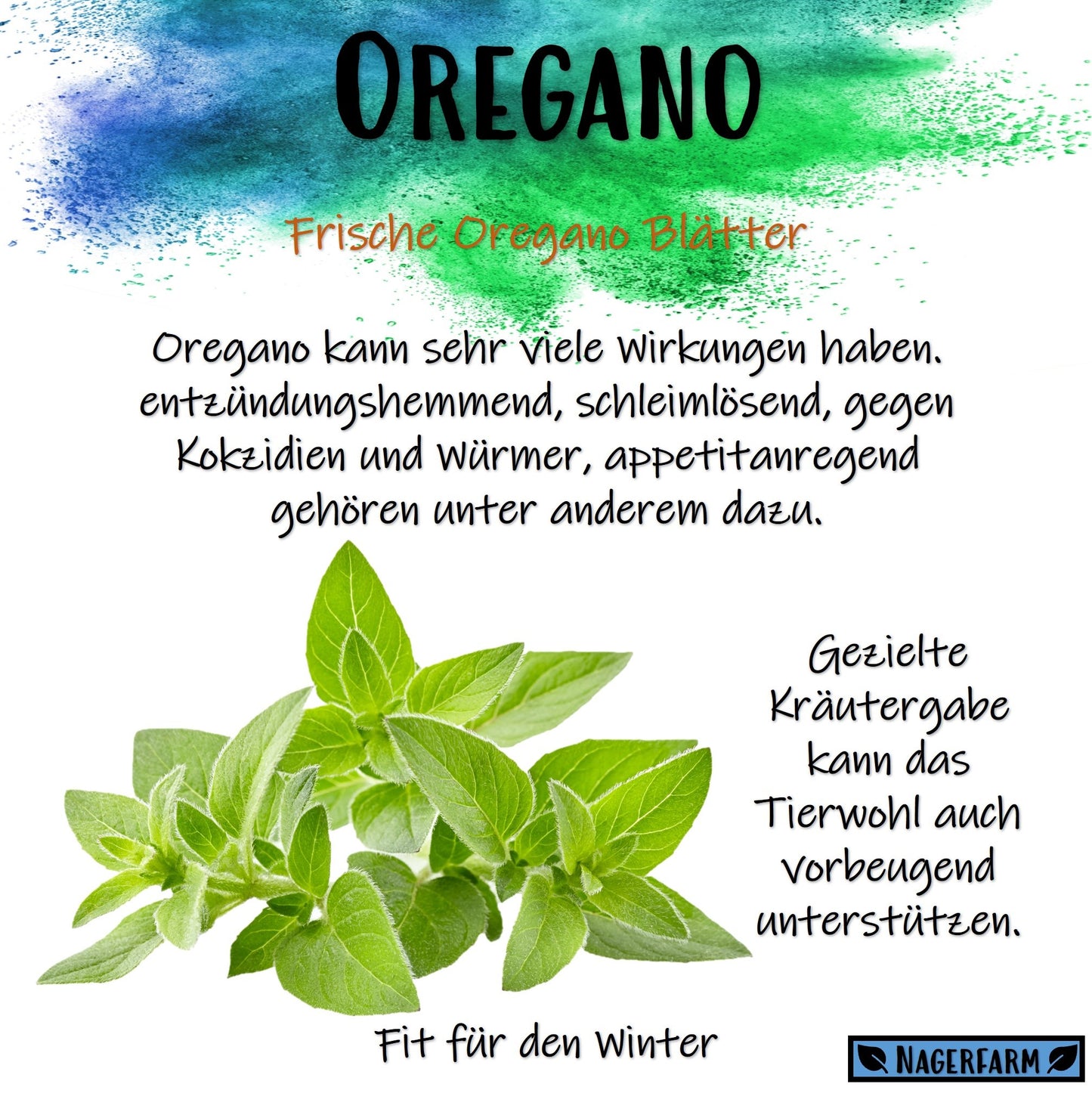 Christmas Hay - Oregano