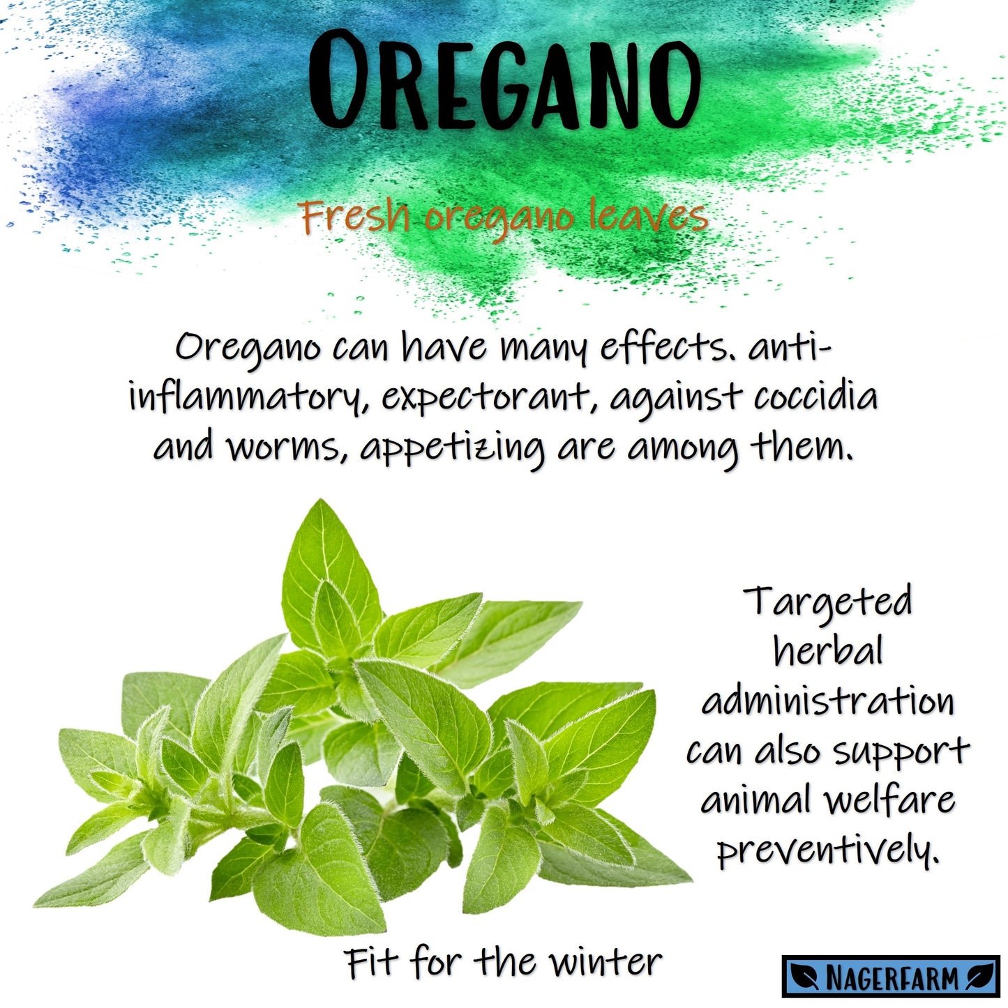 Christmas Hay - Oregano