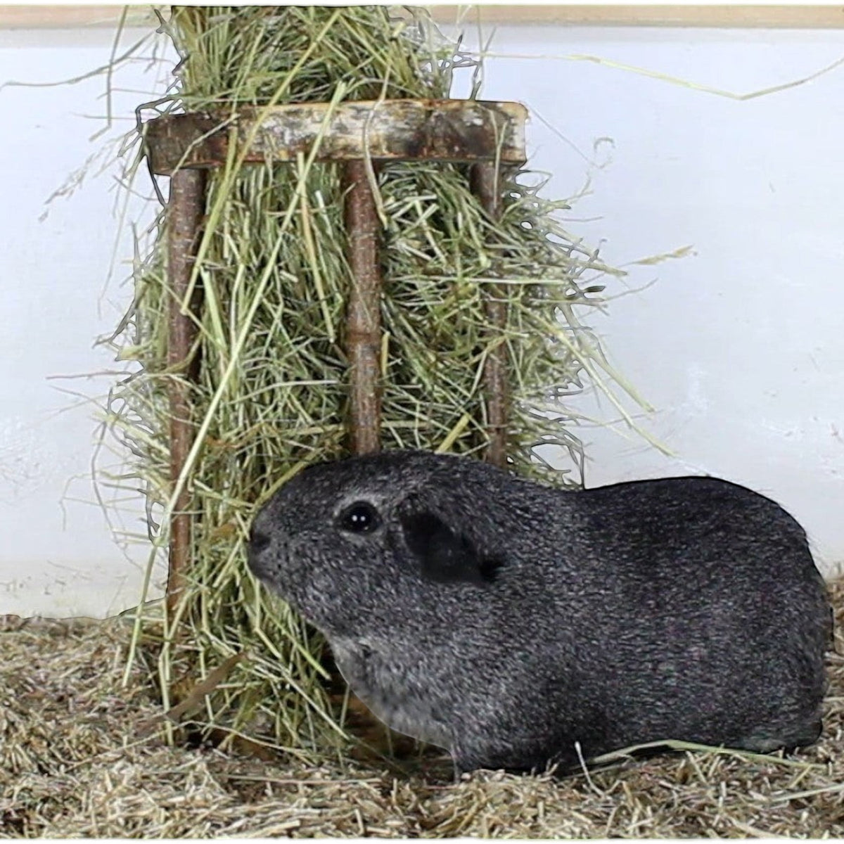 Nagerfarm Easy One wooden hay feeder with wide bars for guinea pigs, natural wood finish.