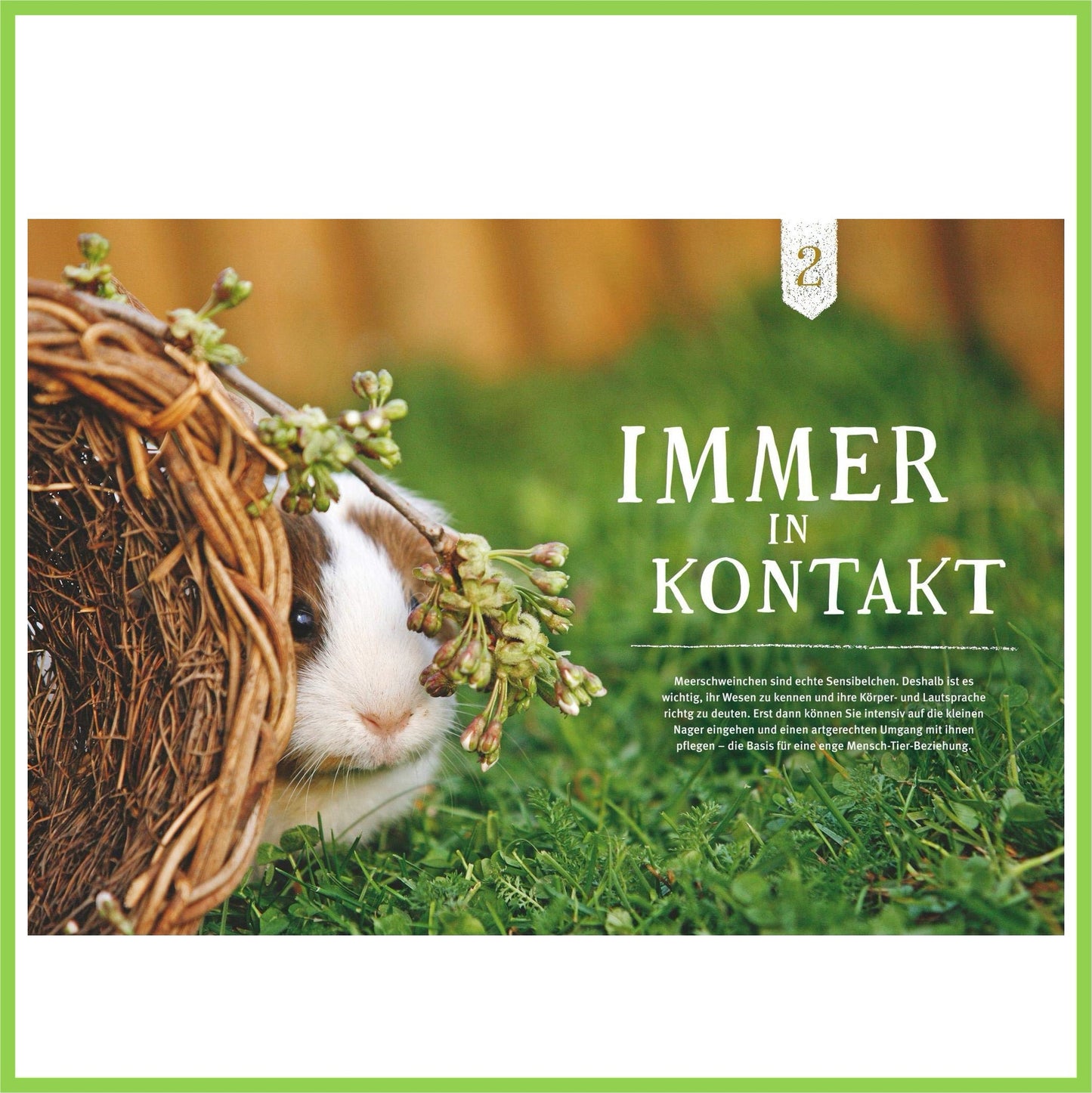 Neugierige Meerschweinchen: So fühlen sie sich wohl - Nagerfarm