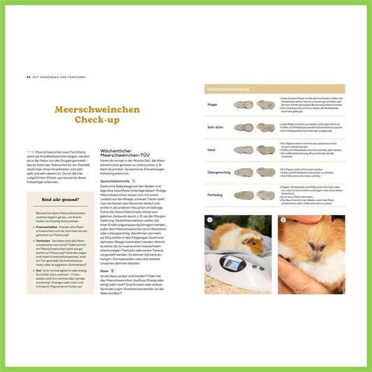 Meerschweinchen - Nagerfarm