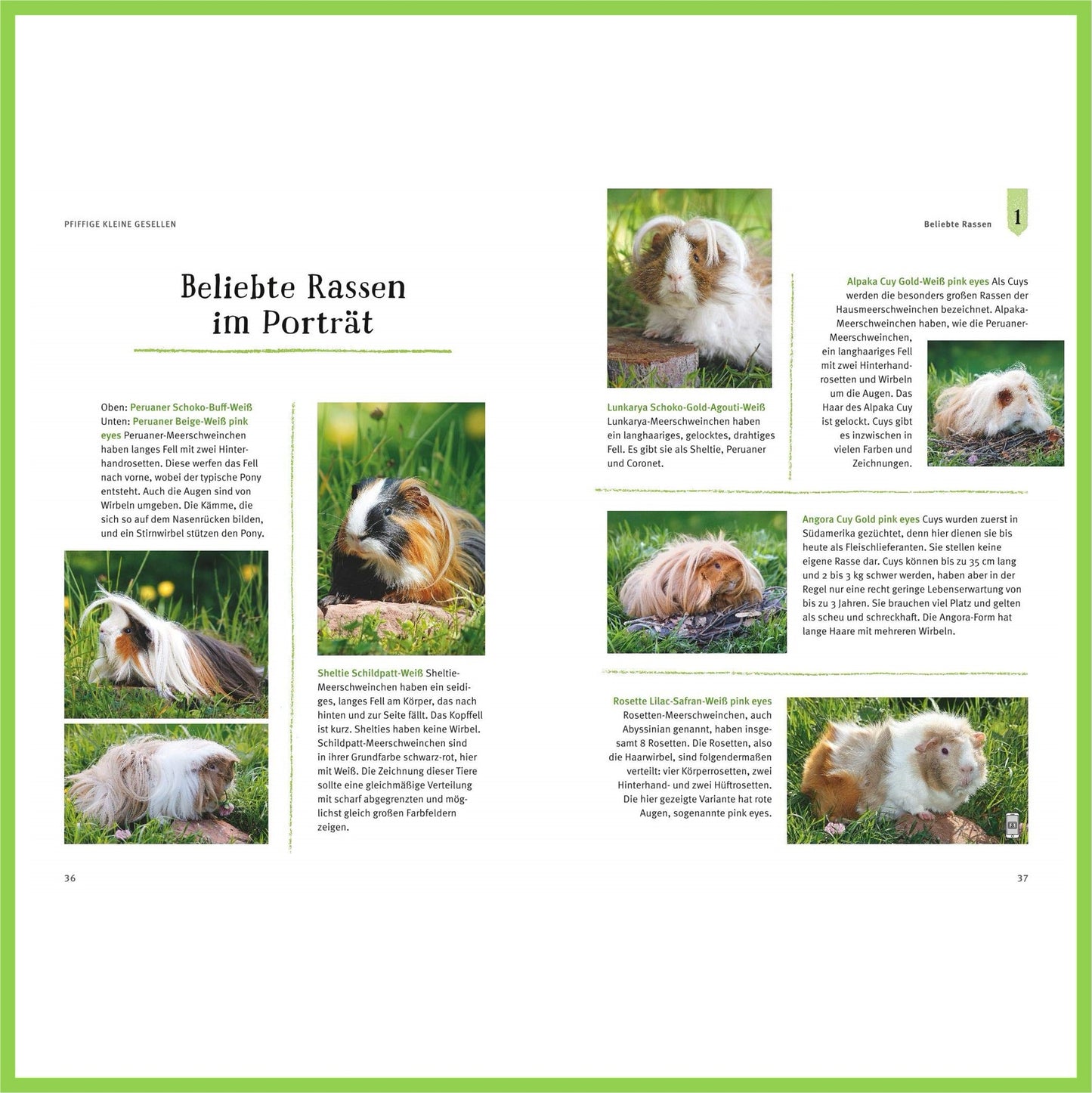 Neugierige Meerschweinchen: So fühlen sie sich wohl - Nagerfarm