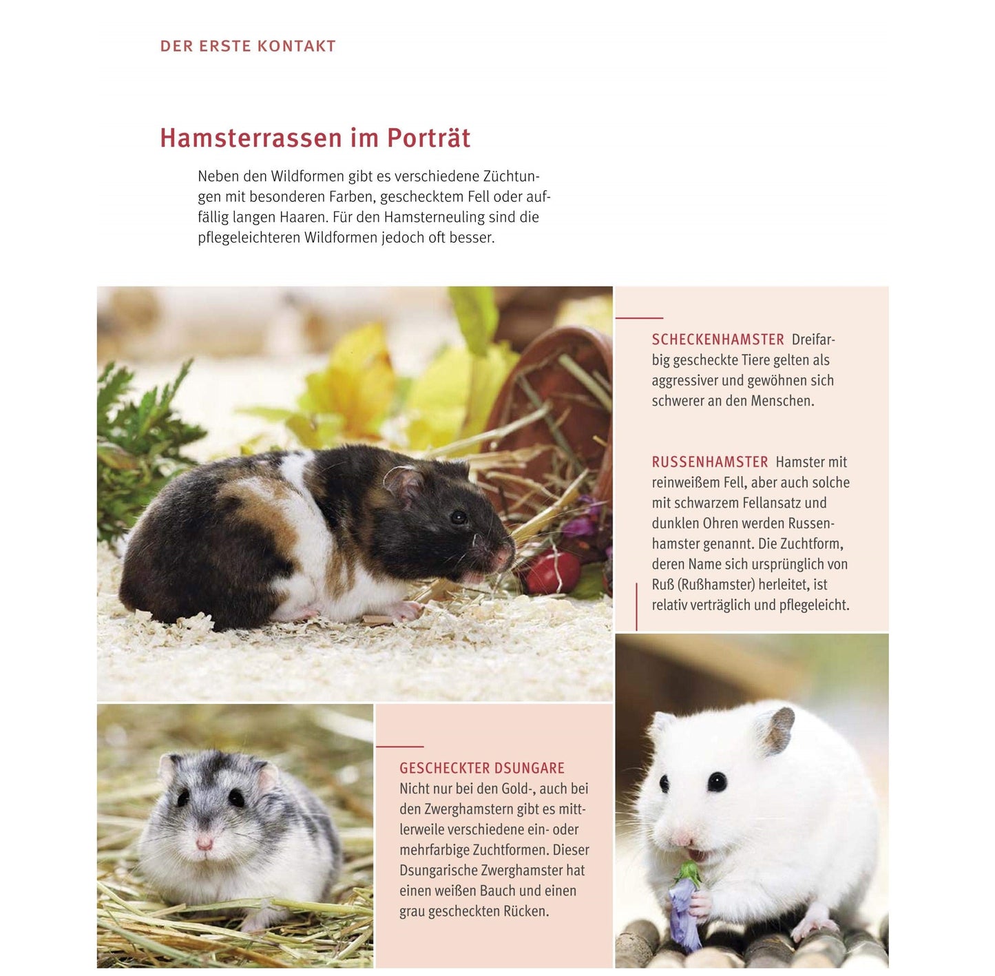 Hamster: Pflege-Einmaleins für kleine Solokünstler