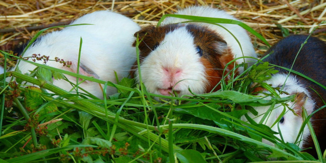 „Kein Heu mehr nötig?“ Warum ich diesen Trend bei Meerschweinchen kritisch sehe