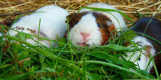 „Kein Heu mehr nötig?“ Warum ich diesen Trend bei Meerschweinchen kritisch sehe