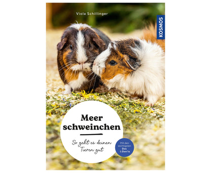 Meerschweinchen