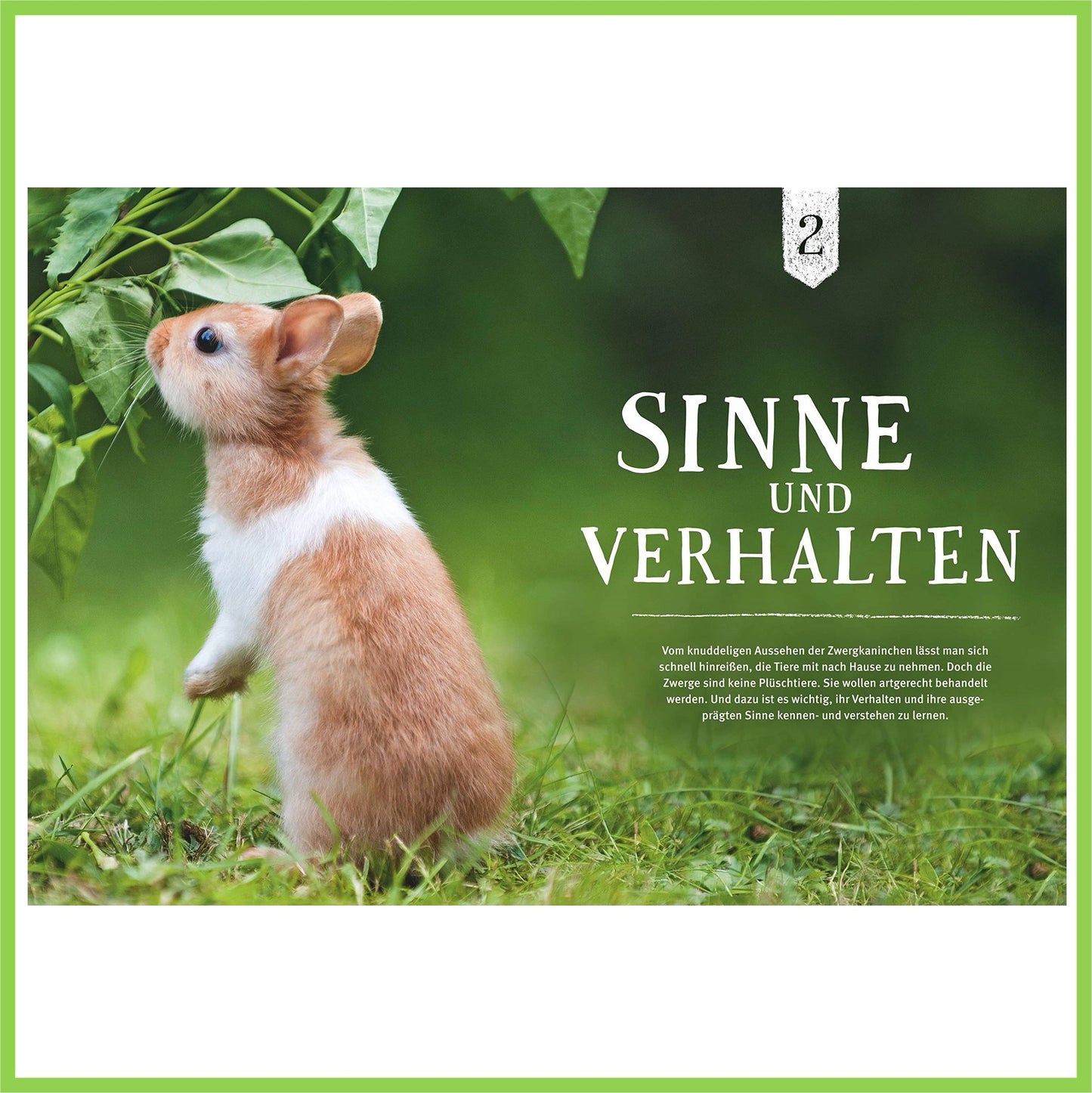Liebenswerte Zwergkaninchen: So fühlen sie sich wohl - Nagerfarm