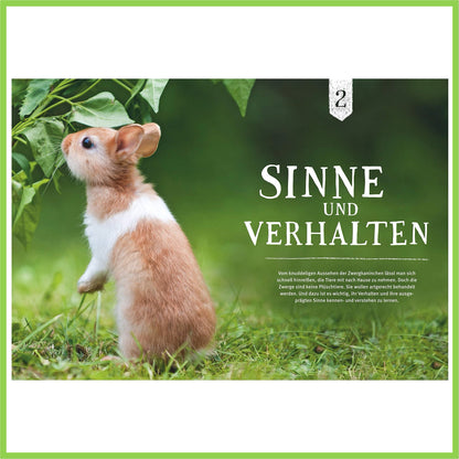 Liebenswerte Zwergkaninchen: So fühlen sie sich wohl - Nagerfarm