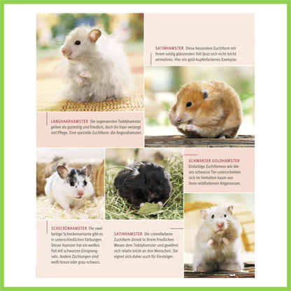Hamster: Pflege-Einmaleins für kleine Solokünstler - Nagerfarm