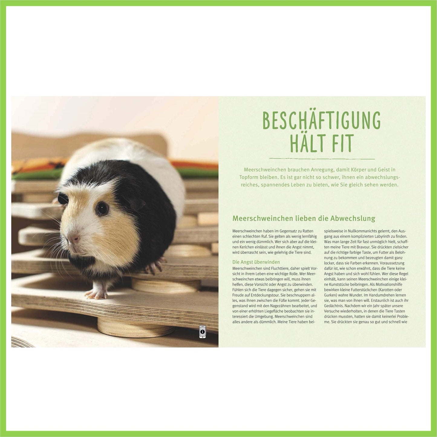 Meerschweinchen: So fühlen sie sich rundum wohl - Nagerfarm