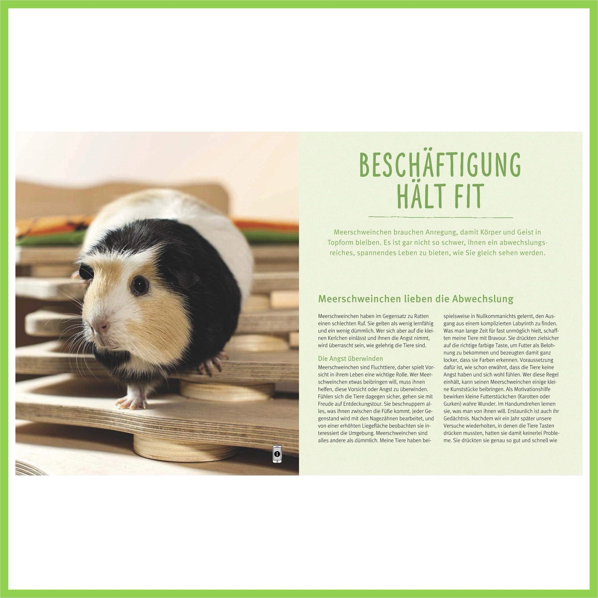 Meerschweinchen: So fühlen sie sich rundum wohl - Nagerfarm