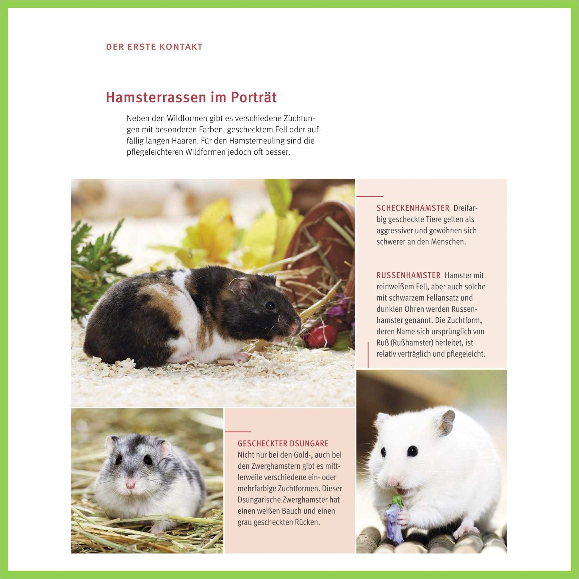 Hamster: Pflege-Einmaleins für kleine Solokünstler - Nagerfarm