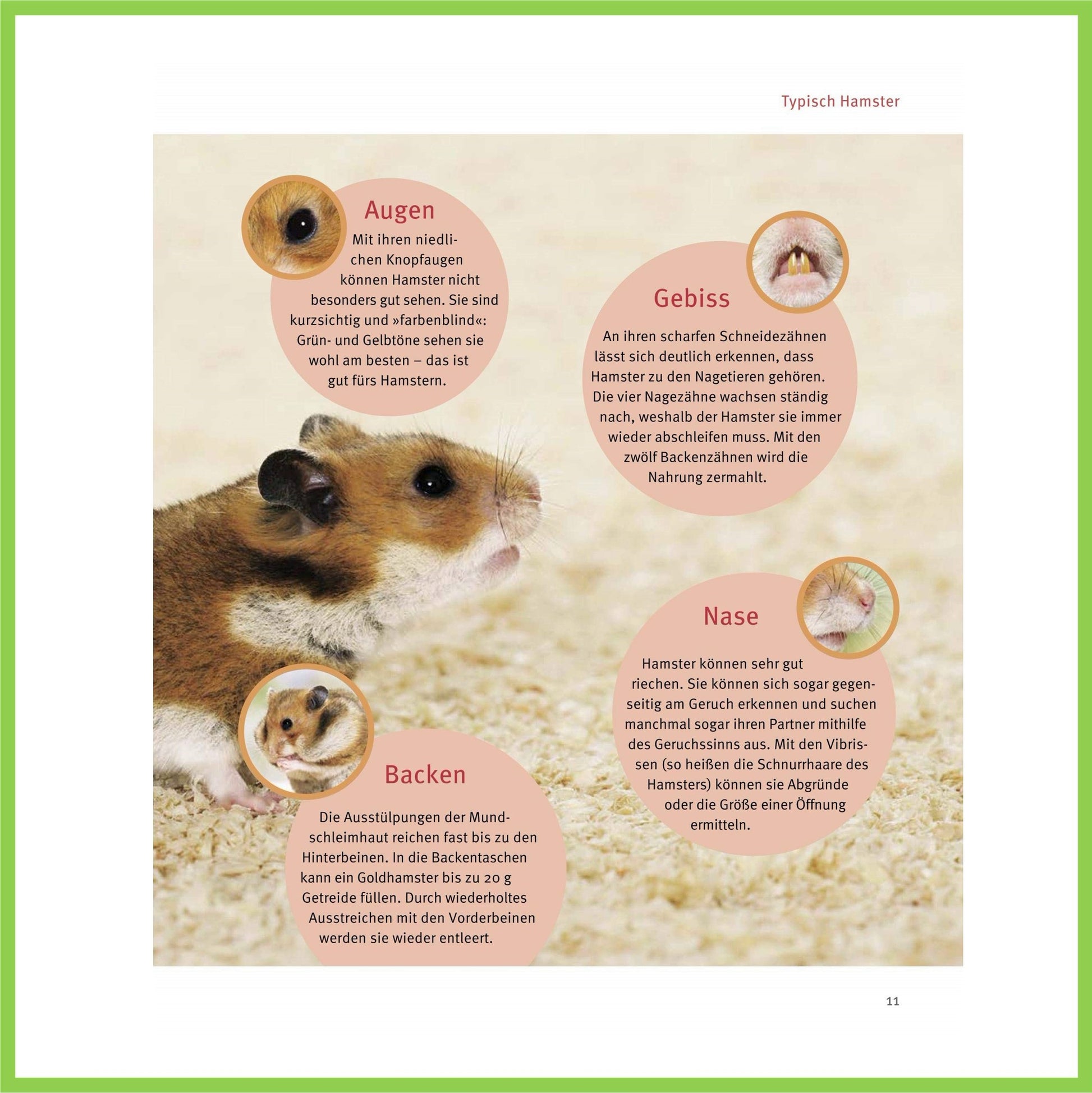 Hamster: Pflege-Einmaleins für kleine Solokünstler - Nagerfarm