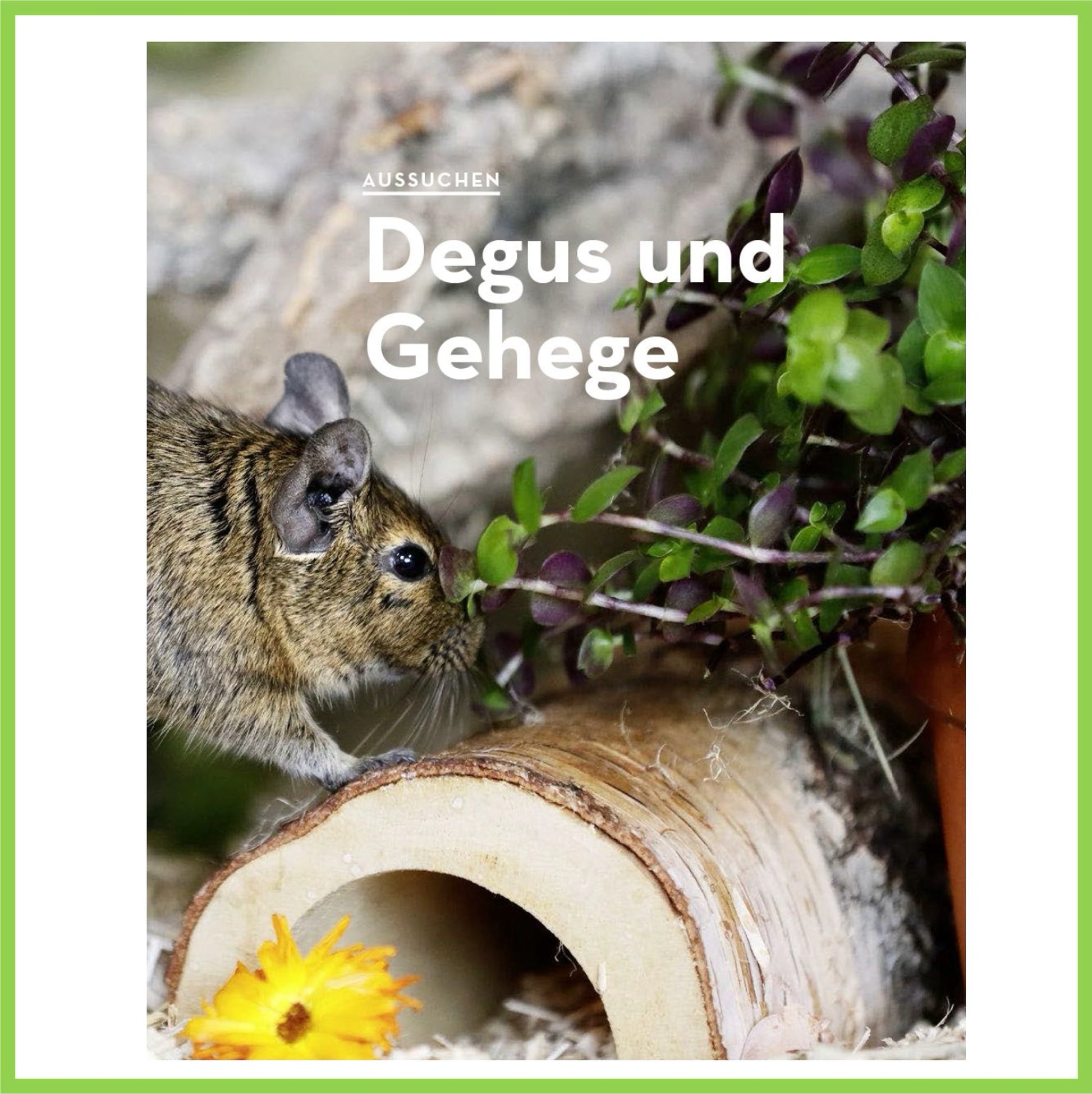 Degus - Nagerfarm