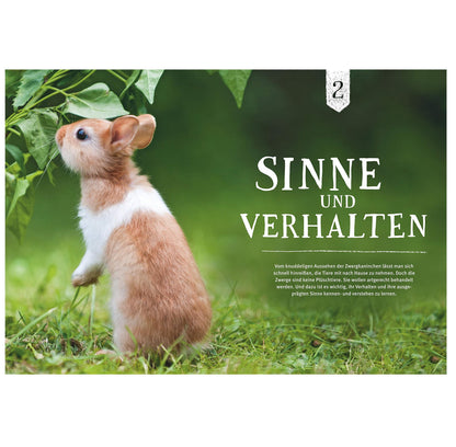 Liebenswerte Zwergkaninchen: So fühlen sie sich wohl